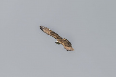 Touch-the-Wild.-Wildlife-Photography.-Paul-McDougall.-Photographing-birds-in-flight.-Osprey-5-scaled