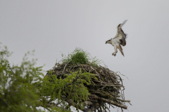 Touch-the-Wild.-Wildlife-Photography.-Paul-McDougall.-Photographing-birds-in-flight.-Osprey-scaled