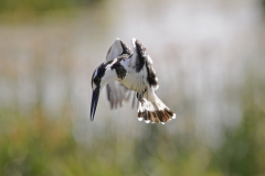 Touch-the-Wild.-Wildlife-Photography.-Paul-McDougall.-Photographing-birds-in-flight.-Pied-Kingfisher-scaled