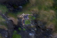Touch-the-Wild.-Wildlife-Photography.-Paul-McDougall.-Photographing-birds-in-flight.-Puffin-2-scaled