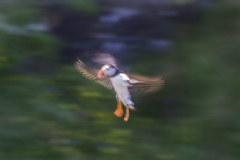 Touch-the-Wild.-Wildlife-Photography.-Paul-McDougall.-Photographing-birds-in-flight.-Puffin-3-scaled