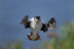 Touch-the-Wild.-Wildlife-Photography.-Paul-McDougall.-Photographing-birds-in-flight.-Puffin-4-scaled