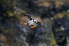 Touch-the-Wild.-Wildlife-Photography.-Paul-McDougall.-Photographing-birds-in-flight.-Puffin-5-scaled