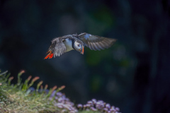 Touch-the-Wild.-Wildlife-Photography.-Paul-McDougall.-Photographing-birds-in-flight.-Puffin-scaled