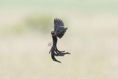 Touch-the-Wild.-Wildlife-Photography.-Paul-McDougall.-Photographing-birds-in-flight.-Red-Collared-Widowbird-2-scaled