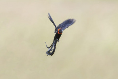 Touch-the-Wild.-Wildlife-Photography.-Paul-McDougall.-Photographing-birds-in-flight.-Red-Collared-Widowbird-3-scaled