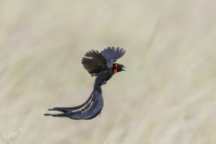 Touch-the-Wild.-Wildlife-Photography.-Paul-McDougall.-Photographing-birds-in-flight.-Red-Collared-Widowbird-scaled
