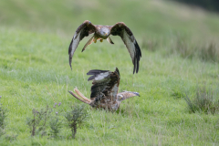 Touch-the-Wild.-Wildlife-Photography.-Paul-McDougall.-Photographing-birds-in-flight.-Red-Kite-2-scaled