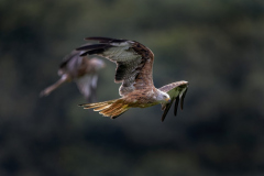 Touch-the-Wild.-Wildlife-Photography.-Paul-McDougall.-Photographing-birds-in-flight.-Red-Kite-3-scaled