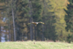 Touch-the-Wild.-Wildlife-Photography.-Paul-McDougall.-Photographing-birds-in-flight.-Red-Kite-scaled
