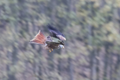 Touch-the-Wild.-Wildlife-Photography.-Paul-McDougall.-Photographing-birds-in-flight.-Red-Kite.-Creative-scaled