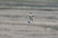 Touch-the-Wild.-Wildlife-Photography.-Paul-McDougall.-Photographing-birds-in-flight.-Short-Eared-Owl-2-scaled