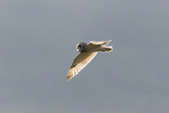 Touch-the-Wild.-Wildlife-Photography.-Paul-McDougall.-Photographing-birds-in-flight.-Short-Eared-Owl-3-scaled