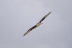 Touch-the-Wild.-Wildlife-Photography.-Paul-McDougall.-Photographing-birds-in-flight.-Short-Eared-Owl-4