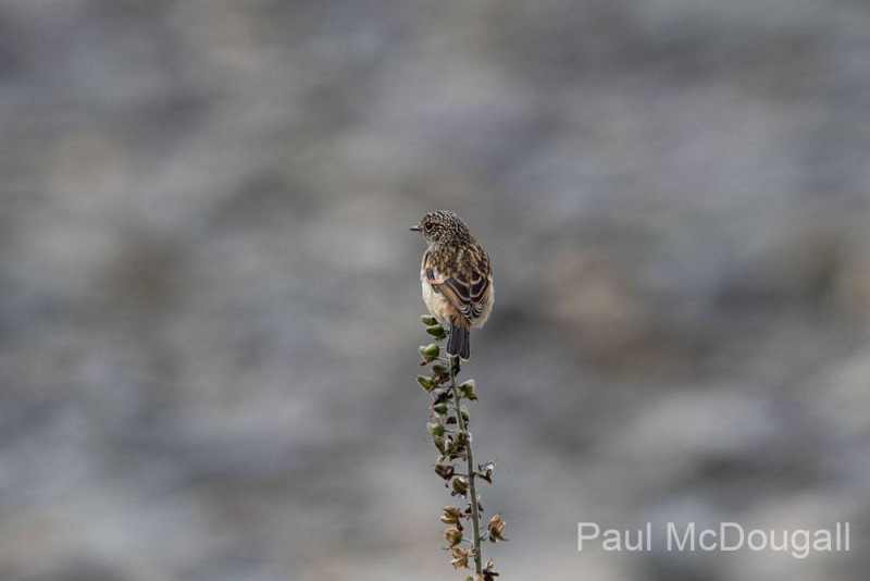 Wildlife photographer Paul McDougall