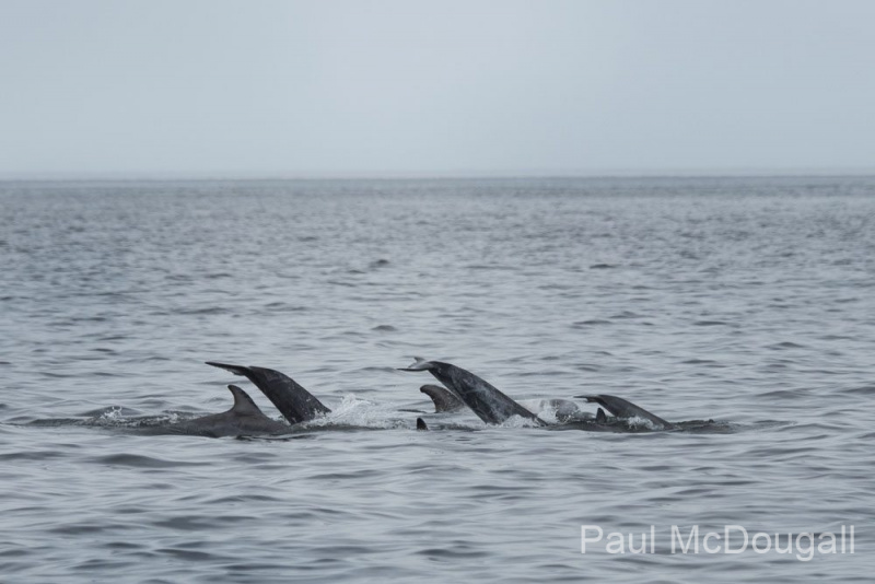 Wildlife photographer Paul McDougall