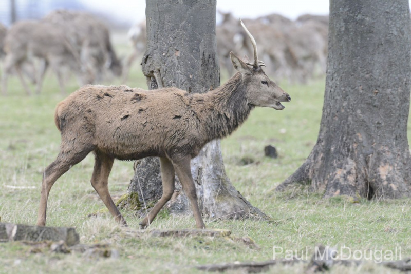 Wildlife photographer Paul McDougall
