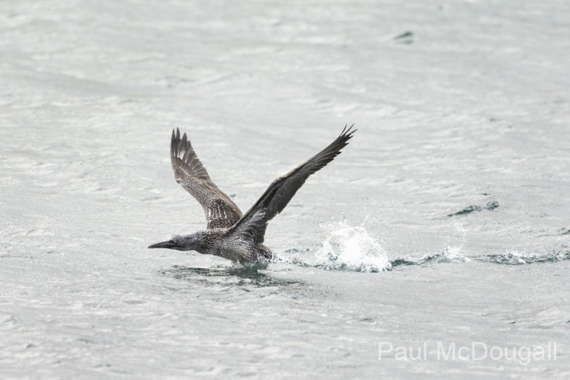 Wildlife photographer Paul McDougall