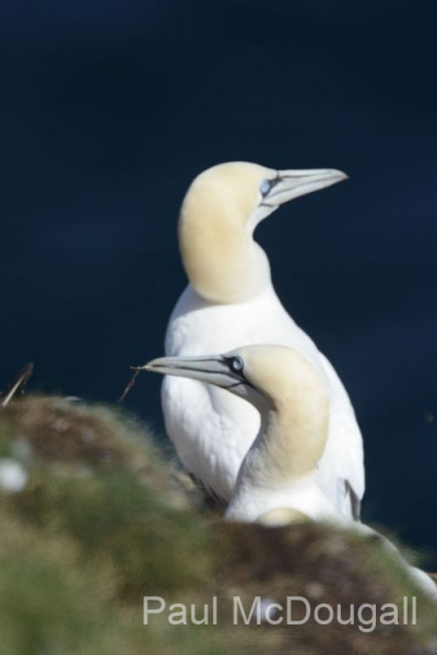 Wildlife photographer Paul McDougall
