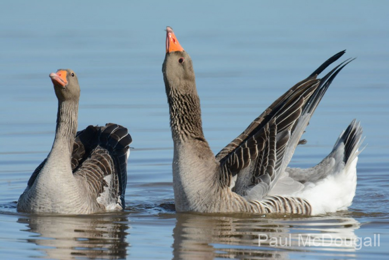 Wildlife photographer Paul McDougall