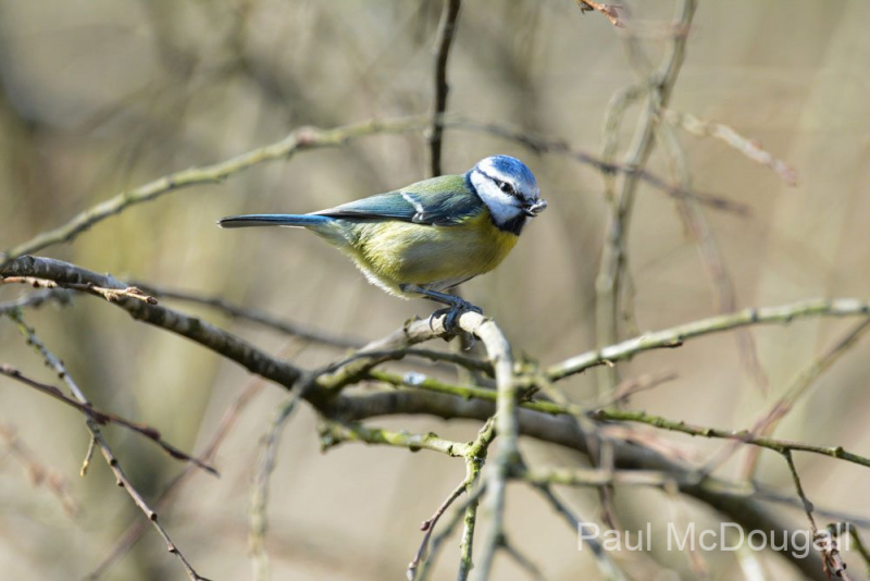 Wildlife photographer Paul McDougall
