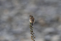 Wildlife photographer Paul McDougall