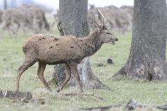 Wildlife photographer Paul McDougall