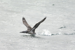 Wildlife photographer Paul McDougall