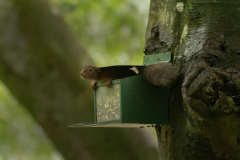 Wildlife photographer Paul McDougall