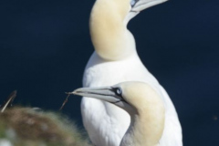 Wildlife photographer Paul McDougall