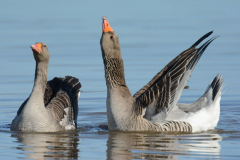 Wildlife photographer Paul McDougall