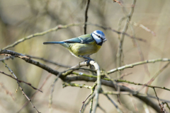 Wildlife photographer Paul McDougall