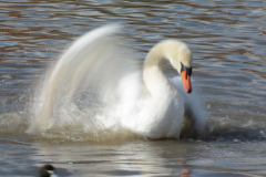 Wildlife photographer Paul McDougall