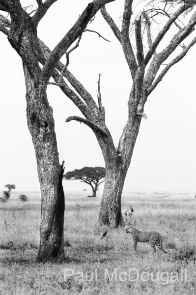 Wildlife photographer Paul McDougall