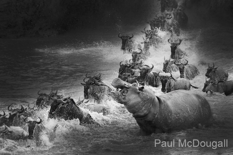 Wildlife photographer Paul McDougall