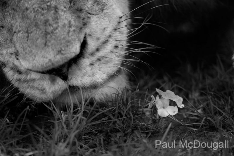 Wildlife photographer Paul McDougall