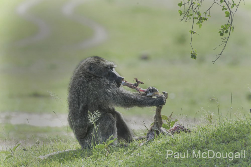 Wildlife photographer Paul McDougall
