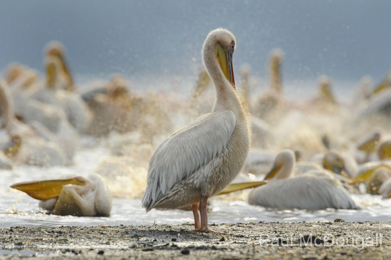 Wildlife photographer Paul McDougall