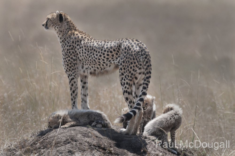 Wildlife photographer Paul McDougall