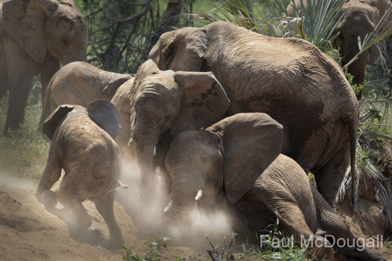 Wildlife photographer Paul McDougall