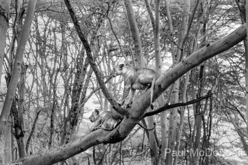 Wildlife photographer Paul McDougall