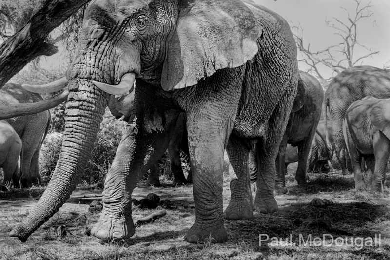 Wildlife photographer Paul McDougall