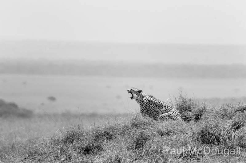 Wildlife photographer Paul McDougall
