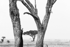 Wildlife photographer Paul McDougall