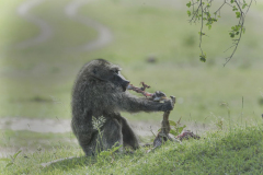 Wildlife photographer Paul McDougall