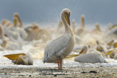 Wildlife photographer Paul McDougall