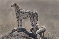 Wildlife photographer Paul McDougall