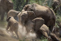 Wildlife photographer Paul McDougall