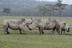 Wildlife photographer Paul McDougall