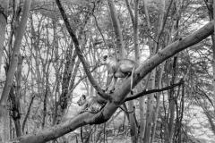 Wildlife photographer Paul McDougall
